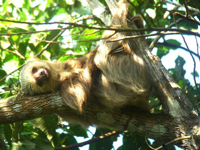 Panama Nature & Wildlife Vacations: Jungle Tours | Panama Travel Consultants