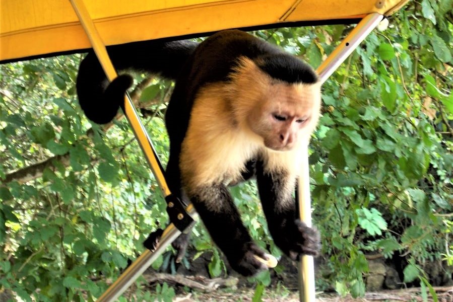Panama monkey